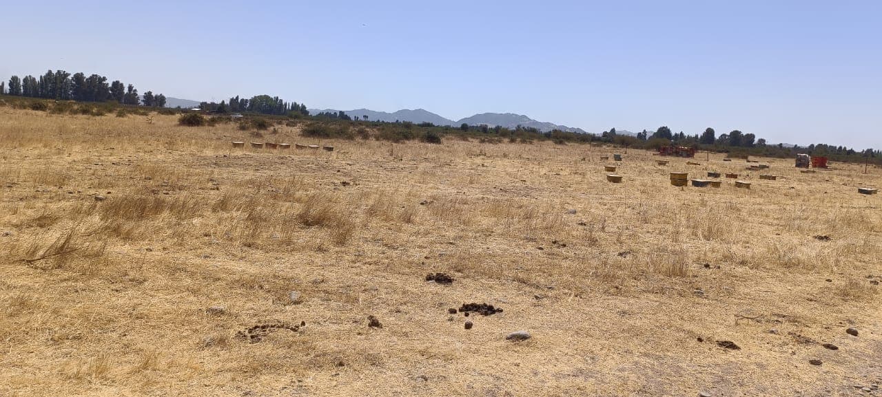 Parcela 5.000m2, Sarmiento, Curico 3